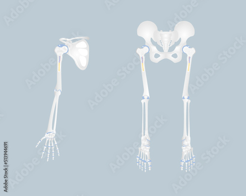 anatomy of limb bone, finger, hand, arm, scapula, hip, pelvic bone, long bone marrow basics, leg and foot, internal organs body part orthopedic health care, vector illustration cartoon flat design