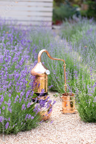 Distillation of lavender essential oil and hydrolate. Copper alambic for the flowering field.