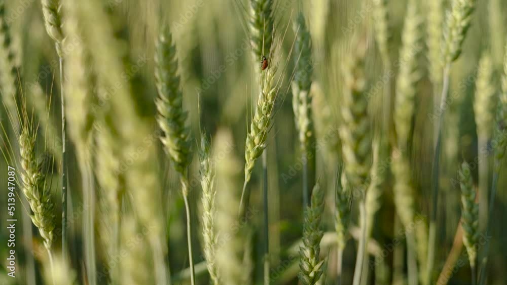 green wheat field in summer with green wheat field in summer with
