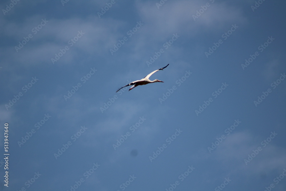 white stork in flight