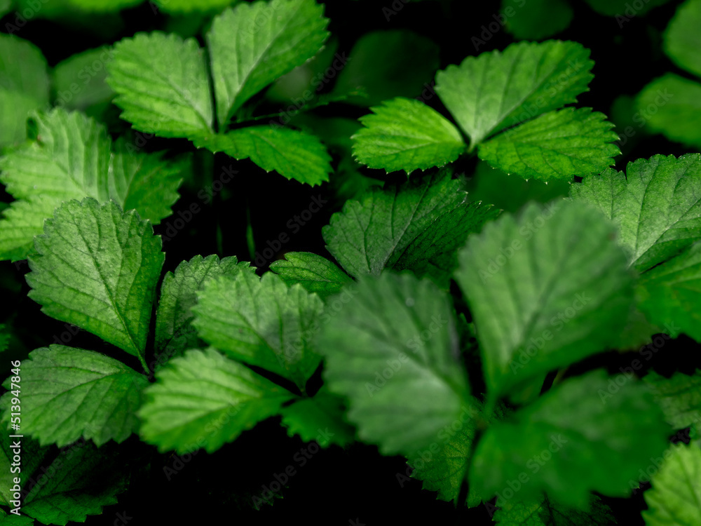 The Mock Strawberry plant for ground cover in the garden The Mock Strawberry plant for ground cover in the garden