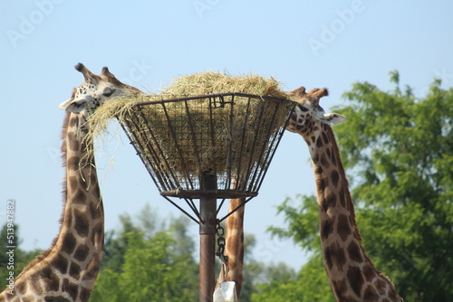 Giraffe eating hay