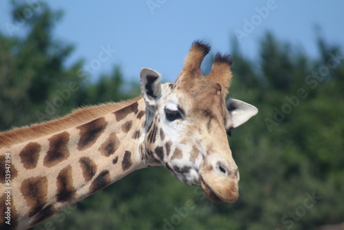 portrait of a giraffe © Marlou