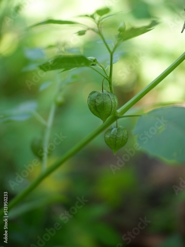 green olives on a branch, physalis plant or ceplukan in garden, tanaman cipulukan untuk obat herbal tradisional sebagai obat penyakit diabetes