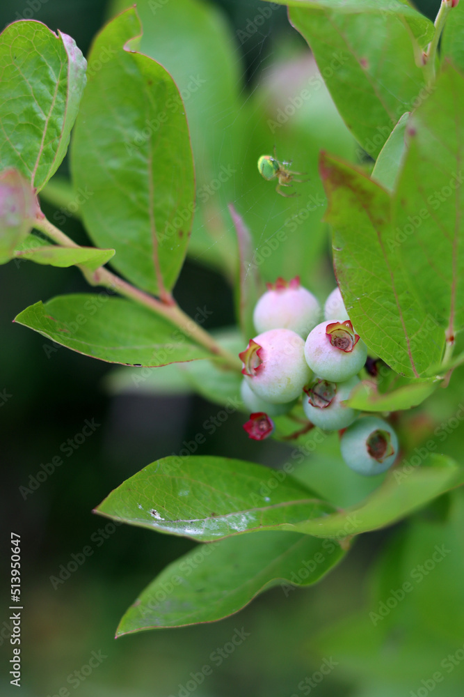 Blueberry bush close up photo. Immature blueberry texture. Organic berries on a branches. Blueberry bush close up photo. Immature blueberry texture. Organic berries on a branches.