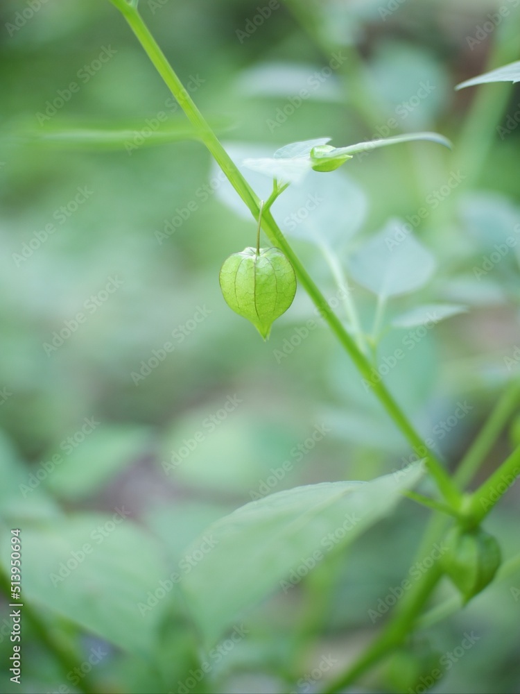 water drops on a green leaf, physalis plant or ceplukan in garden, tanaman cipulukan untuk obat herbal tradisional sebagai obat penyakit diabetes water drops on a green leaf, physalis plant or ceplukan in garden, tanaman cipulukan untuk obat herbal tradisional sebagai obat penyakit diabetes