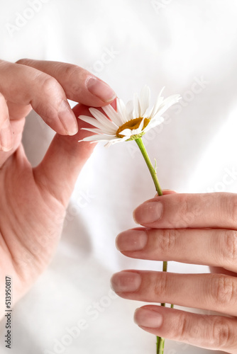 Woman is guessing on daisy flower, hands close-up