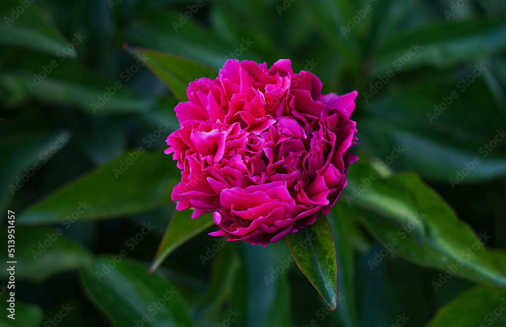 Fototapeta premium a large red flower is opening