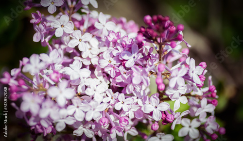 Close-up lilac flowers at spring. Selective focus with shallow depth of field.