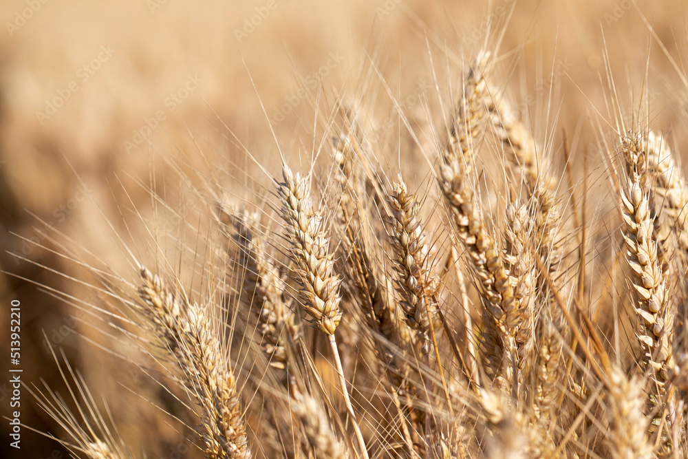 Cereal Wheat Corn in close view Cereal Wheat Corn in close view