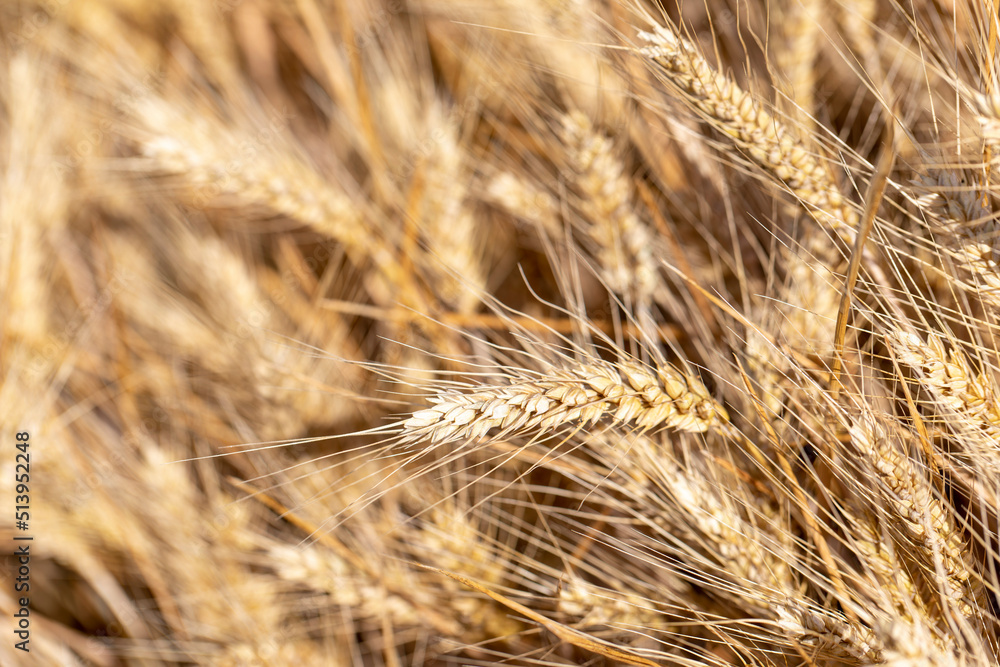 Cereal Wheat Corn in close view Cereal Wheat Corn in close view