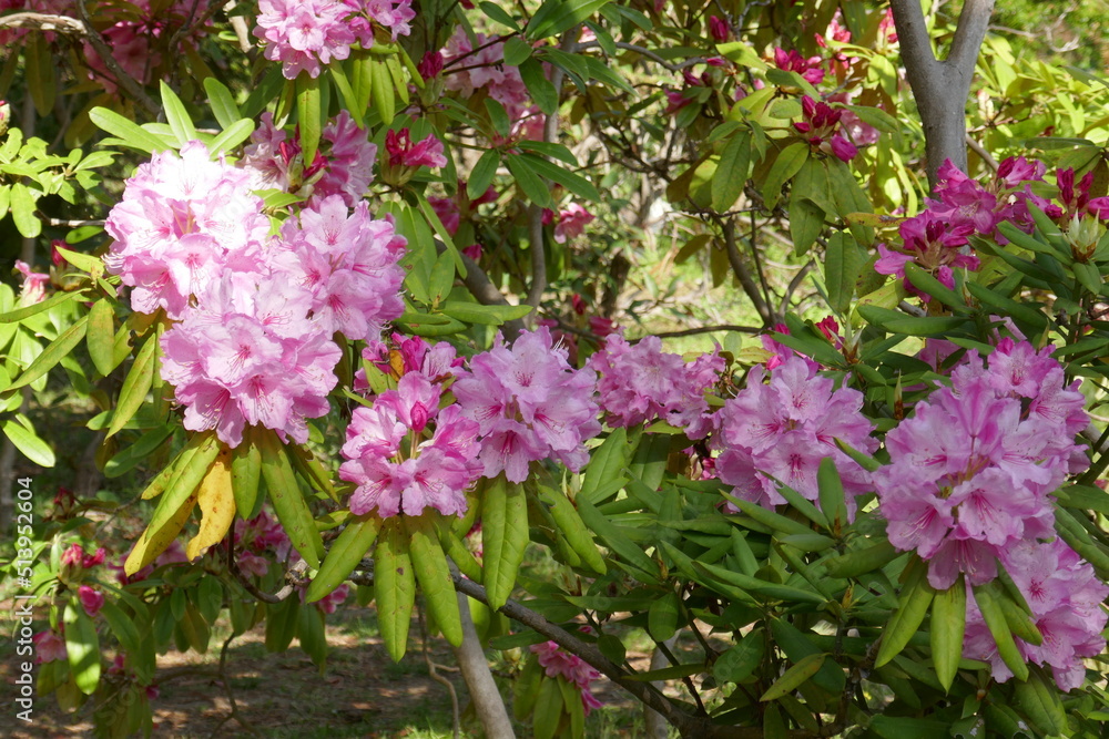 京都府立植物園の石楠花 京都府立植物園の石楠花