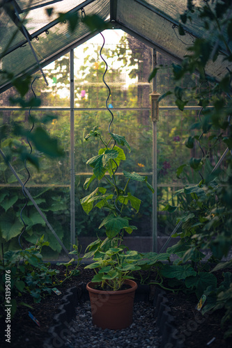 Plants gorwing inside greenhouse. High quality photo photo