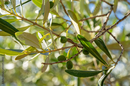 Green olives growing in olive tree, in Mediterranean plantation, Catalonia, Spain