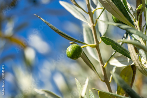 Green olives growing in olive tree, in Mediterranean plantation, Catalonia, Spain
