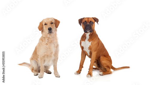 Fototapeta Naklejka Na Ścianę i Meble -  Couple of adult dogs