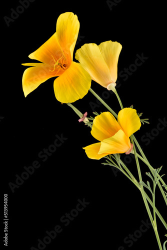 Fototapeta Naklejka Na Ścianę i Meble -  Eschscholzia californica / Pavot de Californie / California Poppy