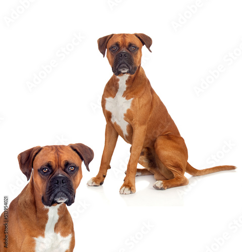 Dogs boxer breeds