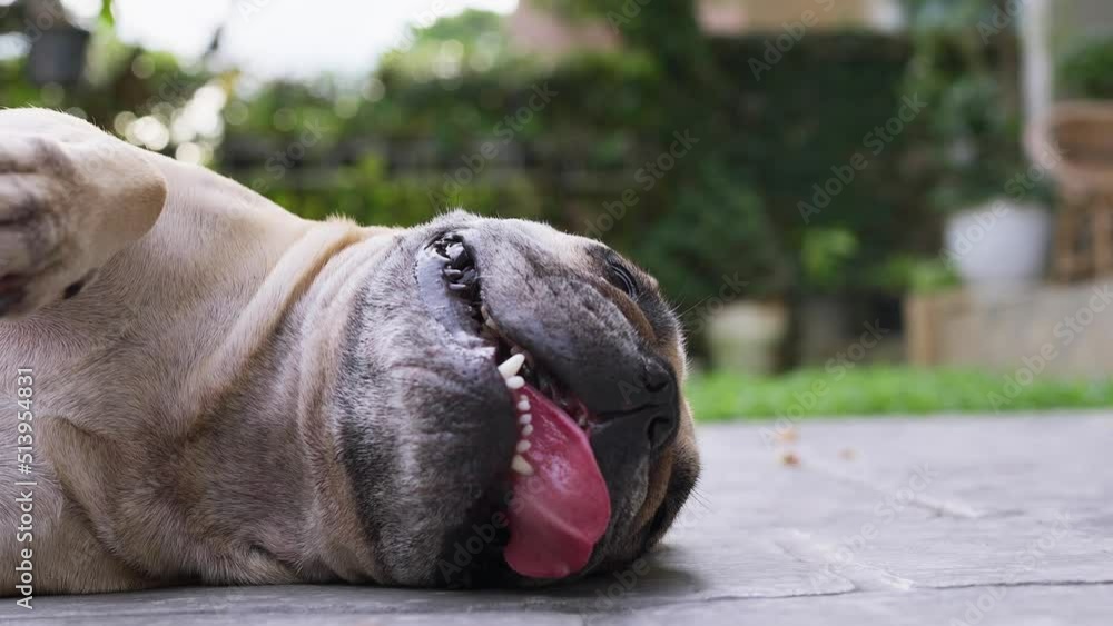 Exhausted French bulldog lying with tongue out on the floor in summer