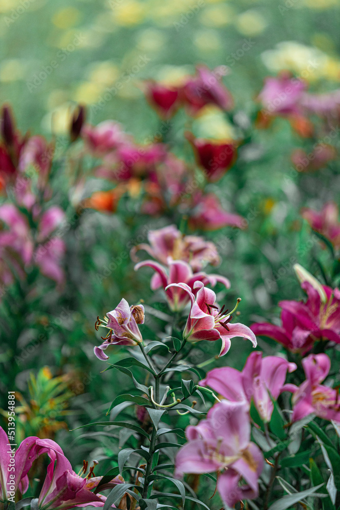 Fototapeta premium ゆり