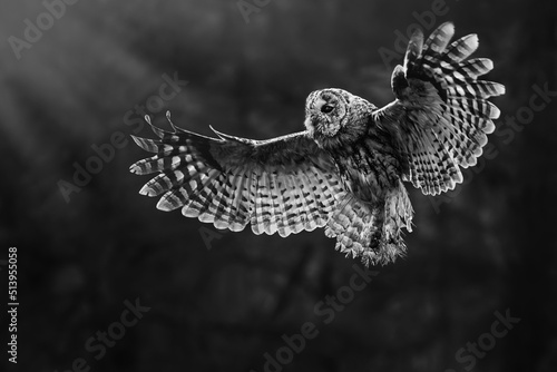 Photos Tawny owl (Strix aluco) flaying in the forest.