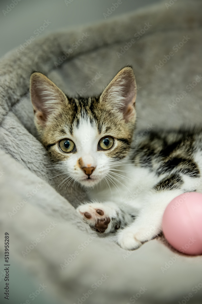 cute adorable little kitten playing with a ball, in home or studio photo cute adorable little kitten playing with a ball, in home or studio photo