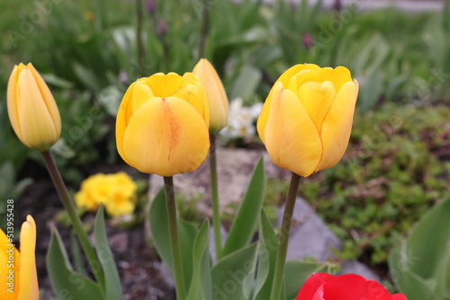 kwiaty       ka   ogr  d   dzia  ka   krokus  kwiat  ro  lina   kolor   li       przyroda   tulipan     onkil   narcyz         ty   gras   flora   fiolet   lato   kwiatowy   wiosna  ciep  o  klimat  sezon wiosenn