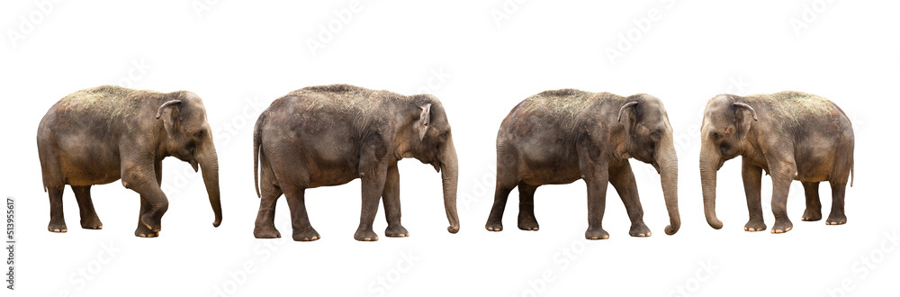 asian elephant isolated on white background asian elephant isolated on white background