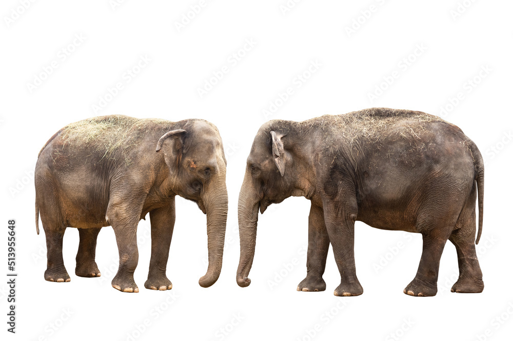 two asian elephant isolated on white background two asian elephant isolated on white background