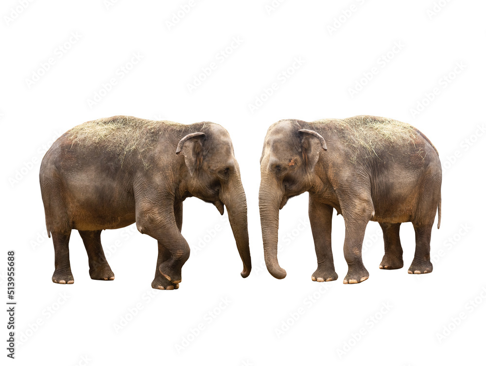 two asian elephant isolated on white background two asian elephant isolated on white background
