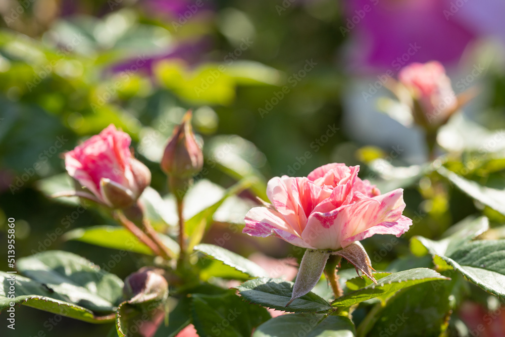 pink rose buds on a bush