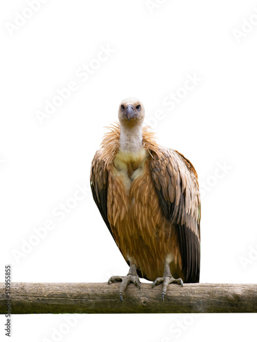 griffon vulture (gyps fulvus) isolated on white