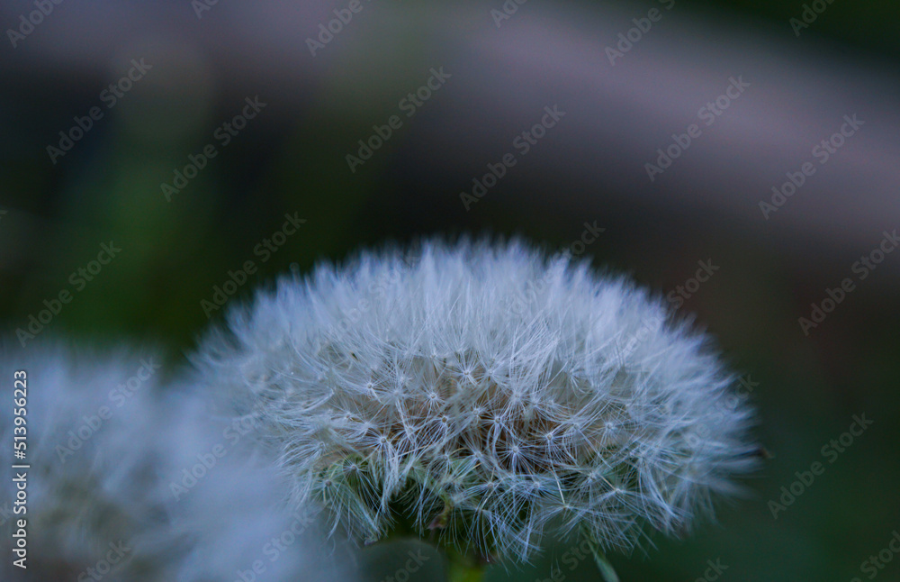 Obraz premium Dandelion flowers