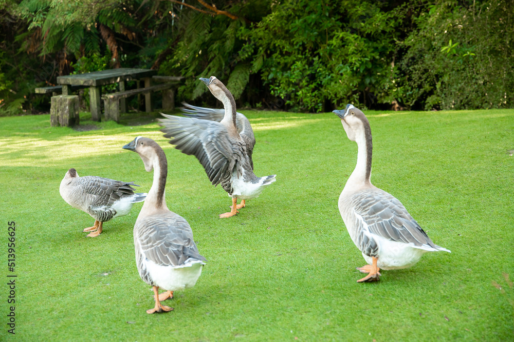 Obraz premium grey geese on green grass in a farmyard or on a lawn, countryside or village environment. High quality photo