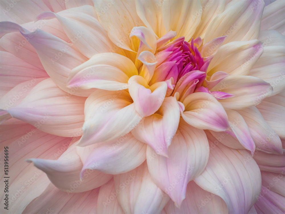 White, Pink and Yellow Close up Dahlia Flower