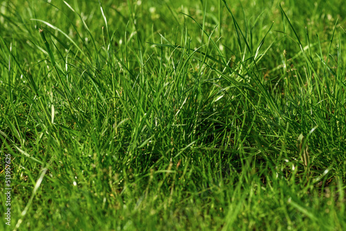 Background with green grass. Soft focus. Shallow DoF