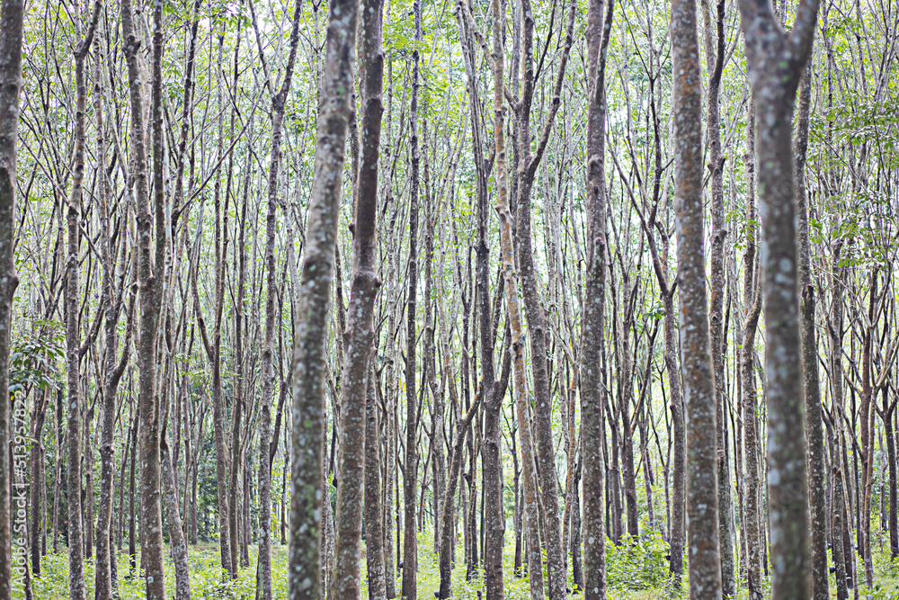 Fototapeta premium The forest was densely packed with many trees.