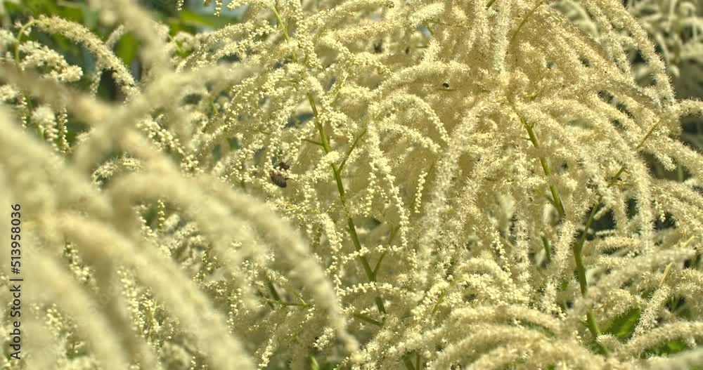 Bienen an der Bienenweide ein Geißbart Bienen an der Bienenweide ein Geißbart