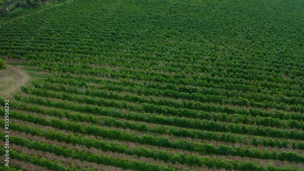 Drone view of a vineyard. rows of green grape vines and brown hills in the background. Flying over a french vineyard. Drone view of a vineyard. rows of green grape vines and brown hills in the background. Flying over a french vineyard.