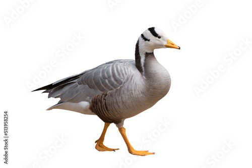 goose (bar headed) walks isolated on white