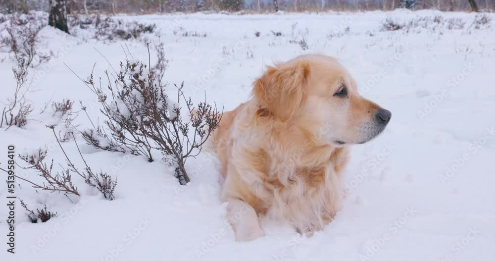 Beautiful Golden Retriever exploring a beautiful winter landscape - sequence of three shots - ProRes Beautiful Golden Retriever exploring a beautiful winter landscape - sequence of three shots - ProRes