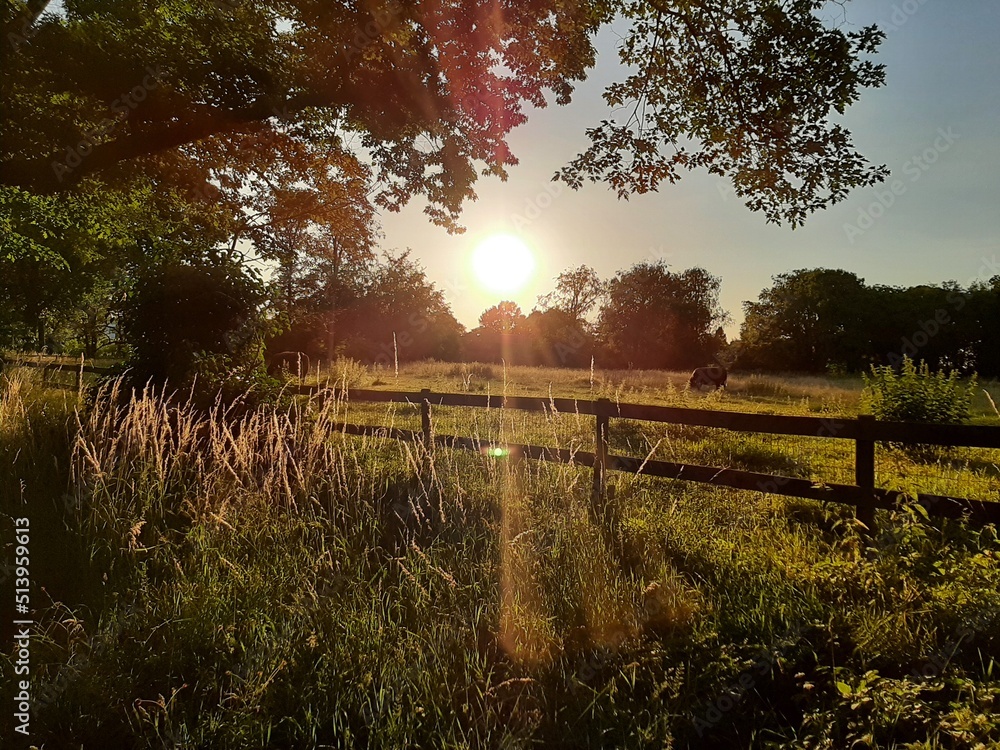 sunset in the meadow
