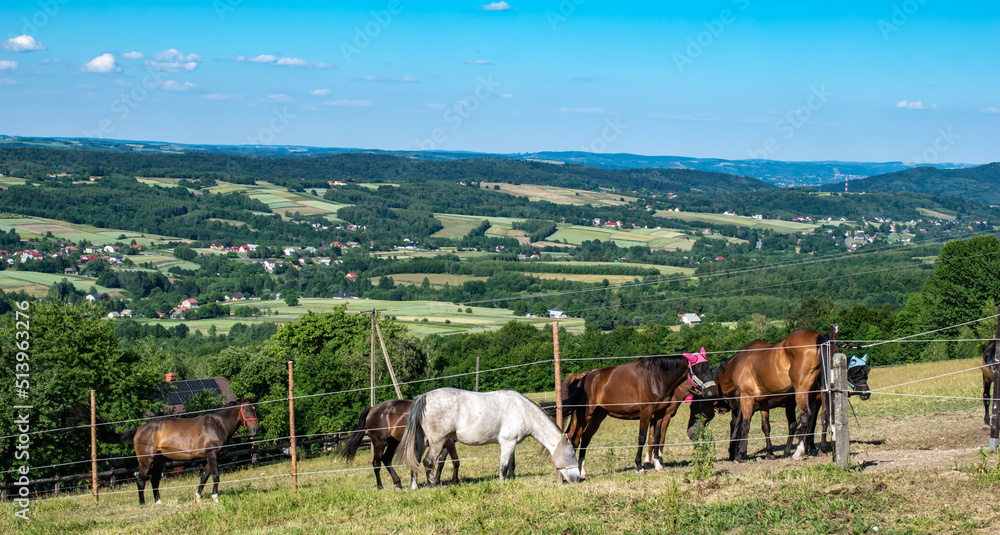 horse in the pasture overlooking the mountains