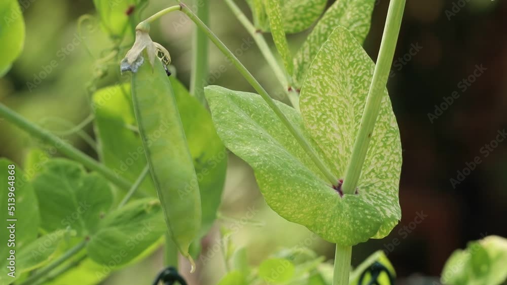 A viral disease of pea. The infected plant has mosaic and chlorotic yellow spots on the leaves. Symptoms of pea enation mosaic or yellow bean mosaic in close-up video. A viral disease of pea. The infected plant has mosaic and chlorotic yellow spots on the leaves. Symptoms of pea enation mosaic or yellow bean mosaic in close-up video.