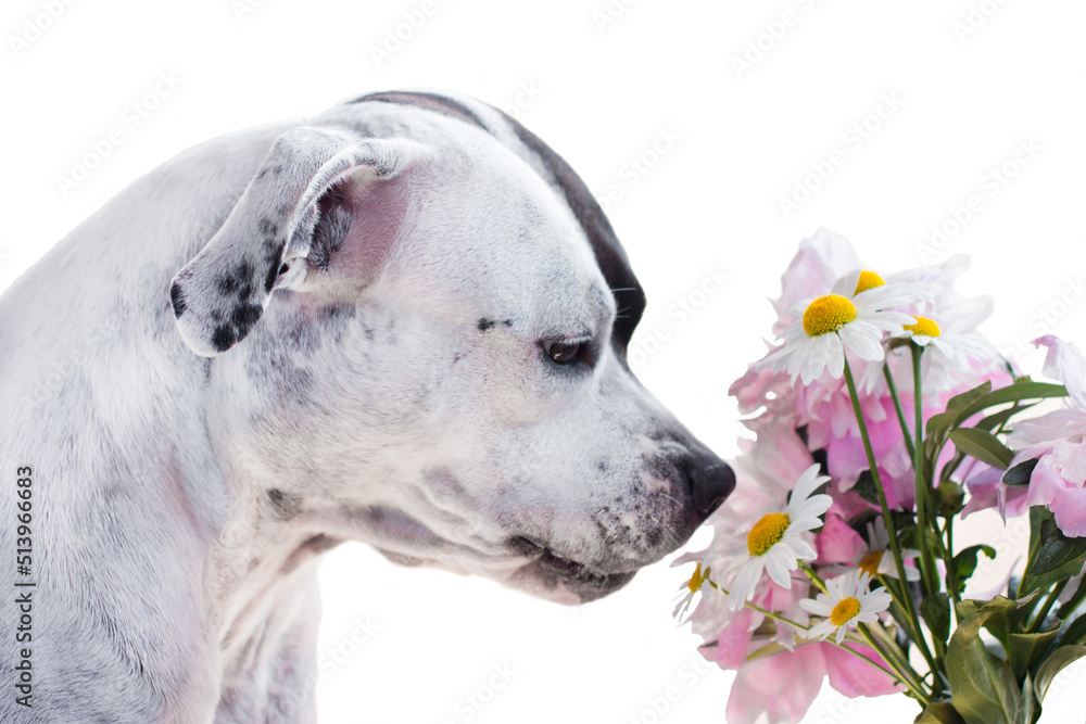 A dog on a white background sniffs flowers. Man's friend