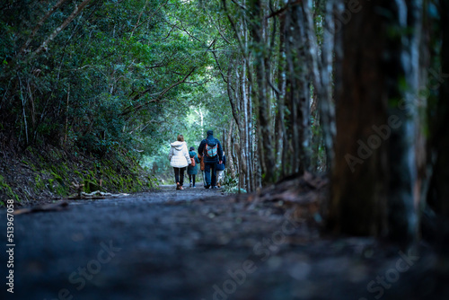 Bush walking on a mountain. Hiking in the bush in tasmania australia. Hiker hiking on mt wellington in the national park 