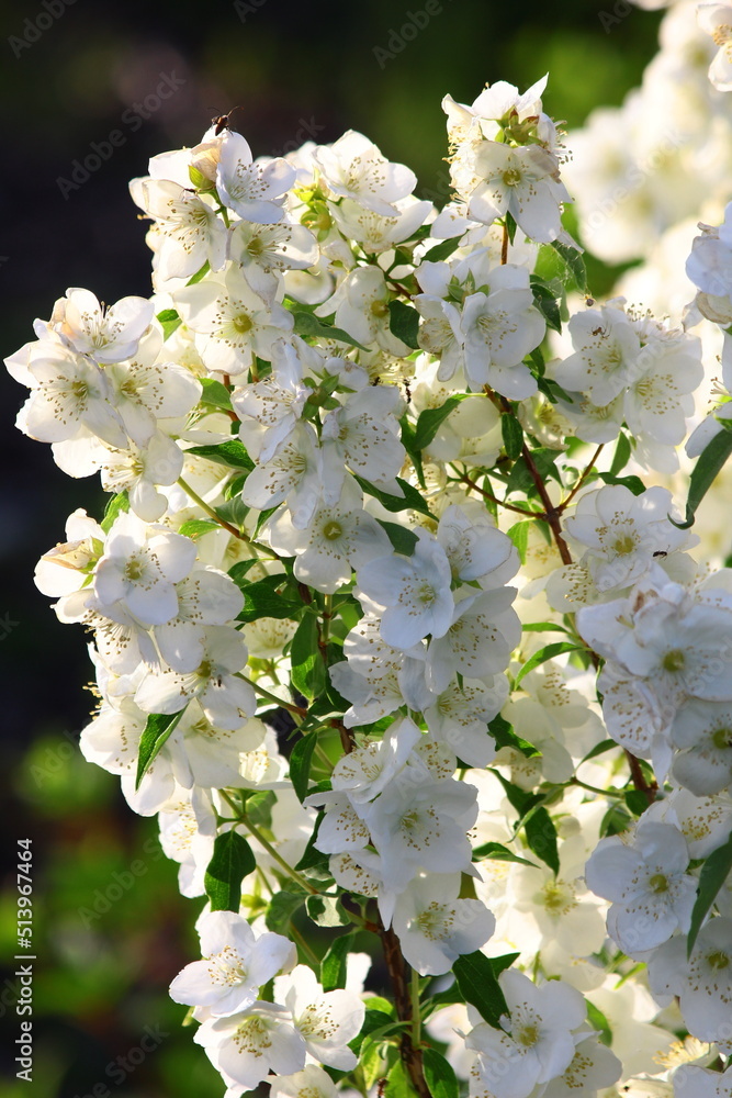 Białe kwiaty jaśminowca Philadelphus - obrazy, fototapety, plakaty 