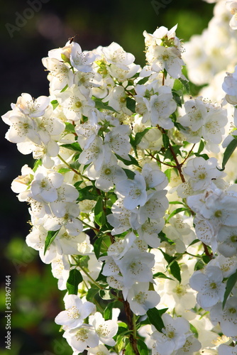 Białe kwiaty jaśminowca Philadelphus