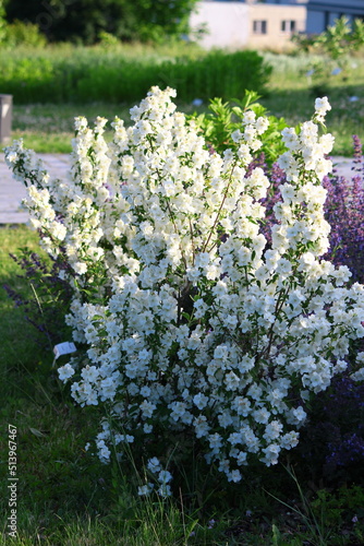 Białe kwiaty jaśminowca Philadelphus photo