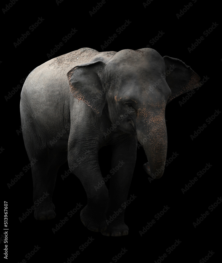 Naklejka premium asia elephant standing in dark background